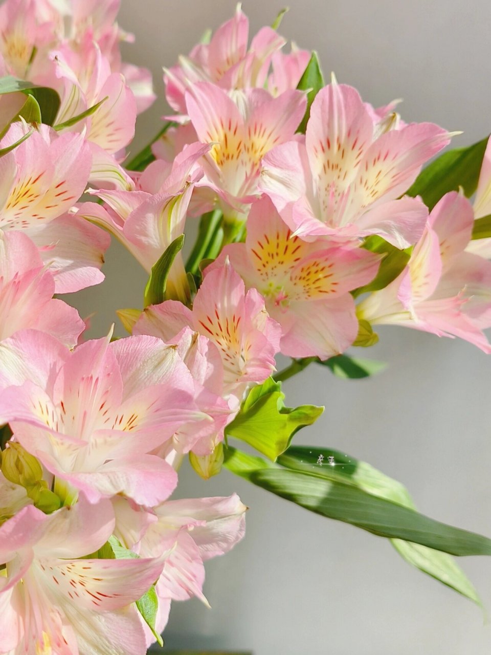 海盛 浅粉色六出花(水仙百合) 六出花 花语 :  喜悦  期待相逢 六出花