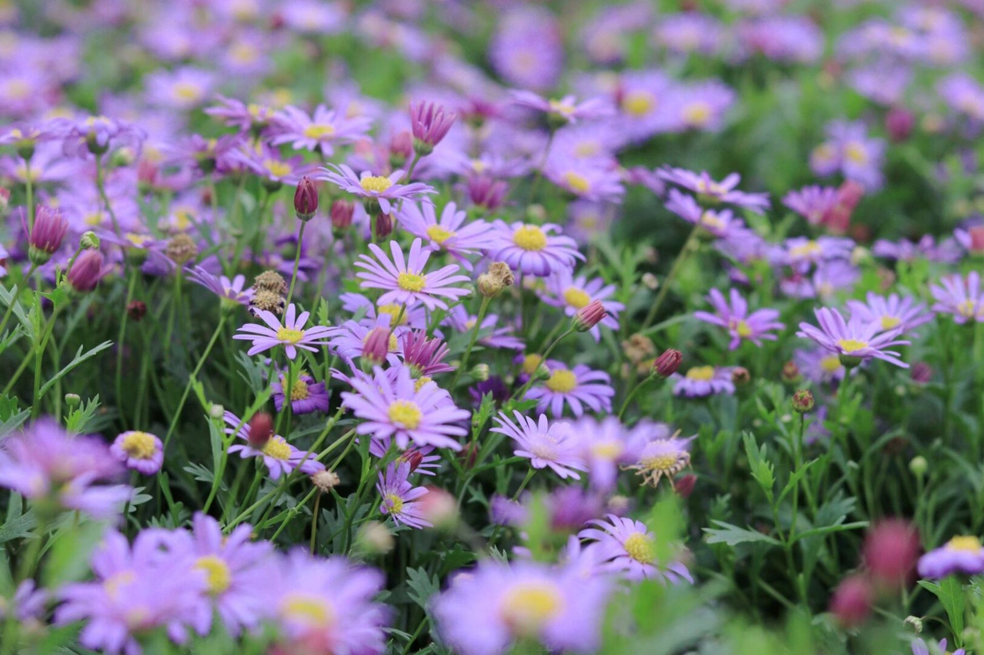 春天是姬小菊的颜色～ 听名字就能感受到清新脱俗,可爱气息的菊科植物