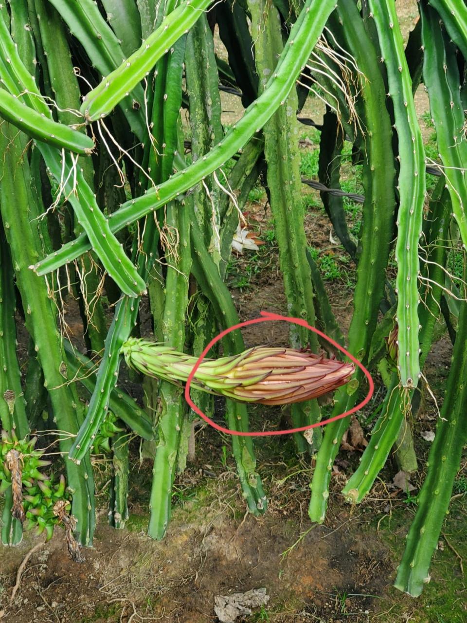 霸王花与火龙果花的区别 火龙果花圈起来的颜色是偏红的,霸王花却没有