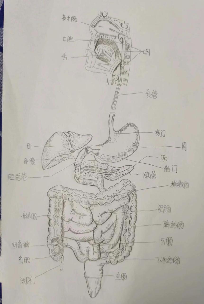 胃又称胃脘(guǎn管,又读wǎn碗),"脘"的古音同"管",义亦相通.