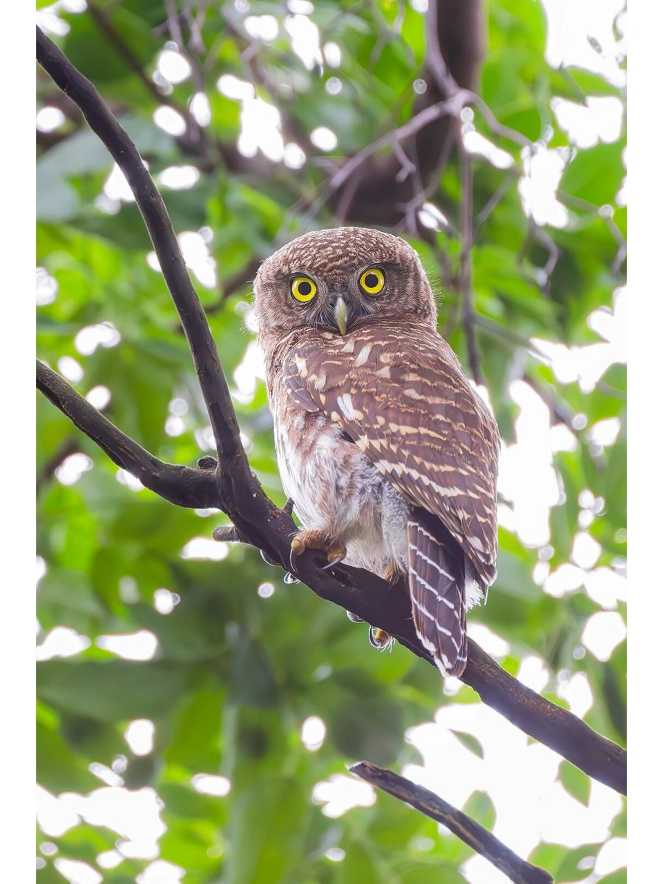 广州流花湖公园观鸟|大眼萌的斑头鸺鹠 跟拍了一个下午,猫头鹰飞到