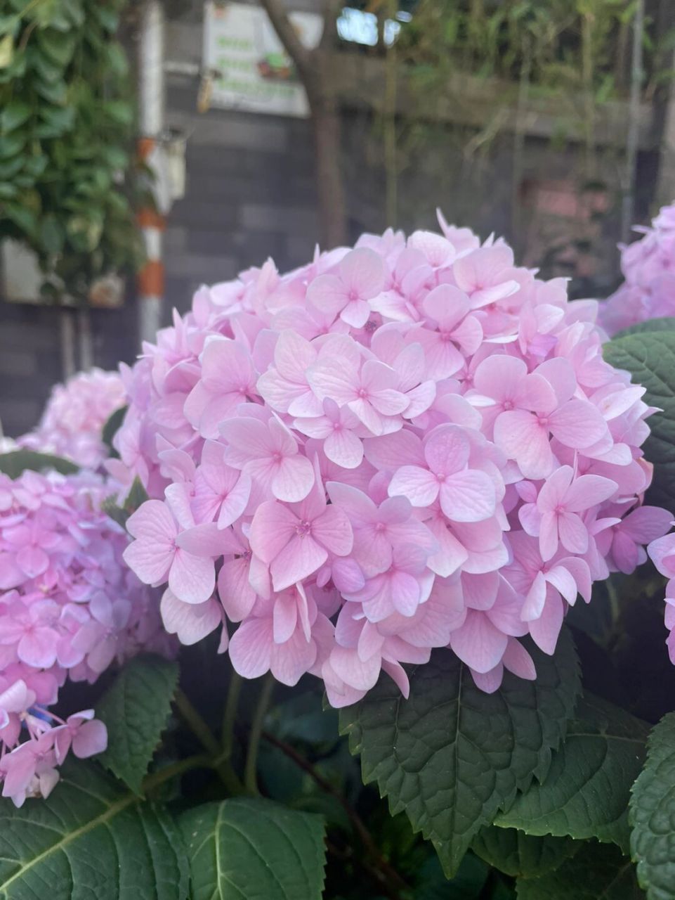 粉色的绣球花漂亮到疯～粉粉嫩嫩也太仙了 绣球花科绣球属