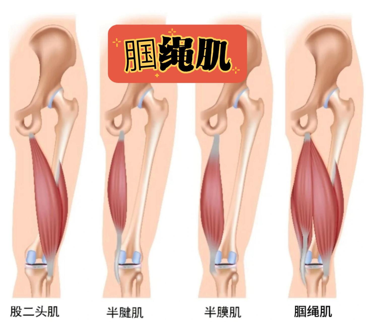 中文名:腘绳肌 中文名:腘绳肌 外文名:hamstring muscles 包括:半腱肌