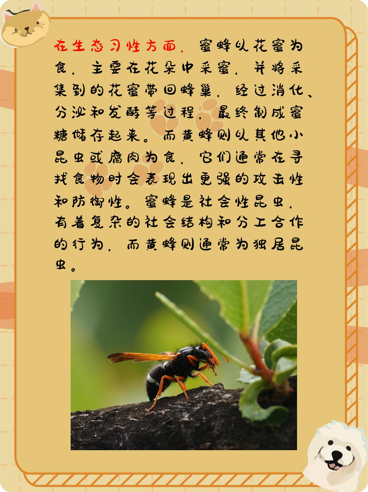 蜜蜂和黄蜂的区别