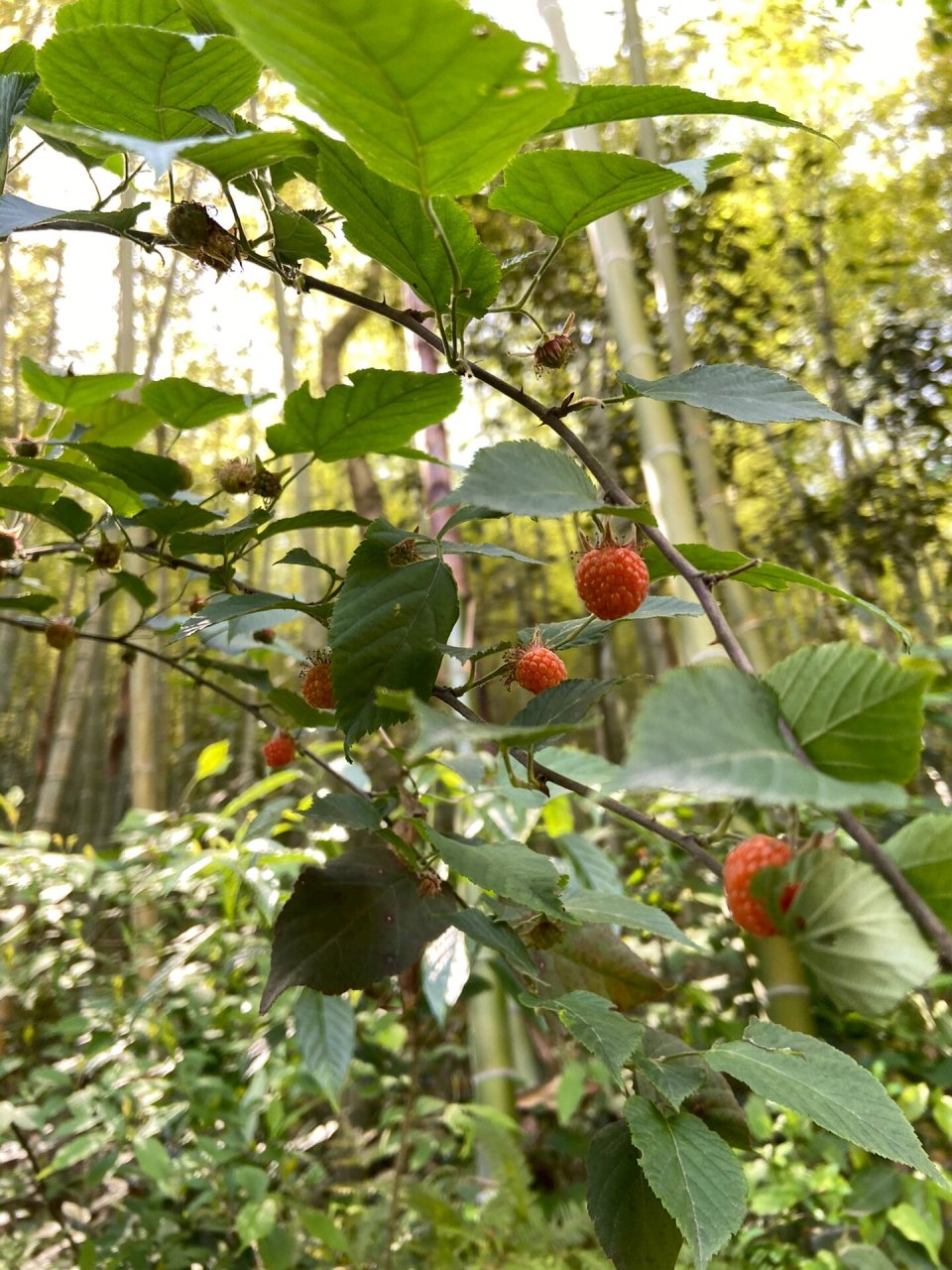 摘野草莓的季节到啦!