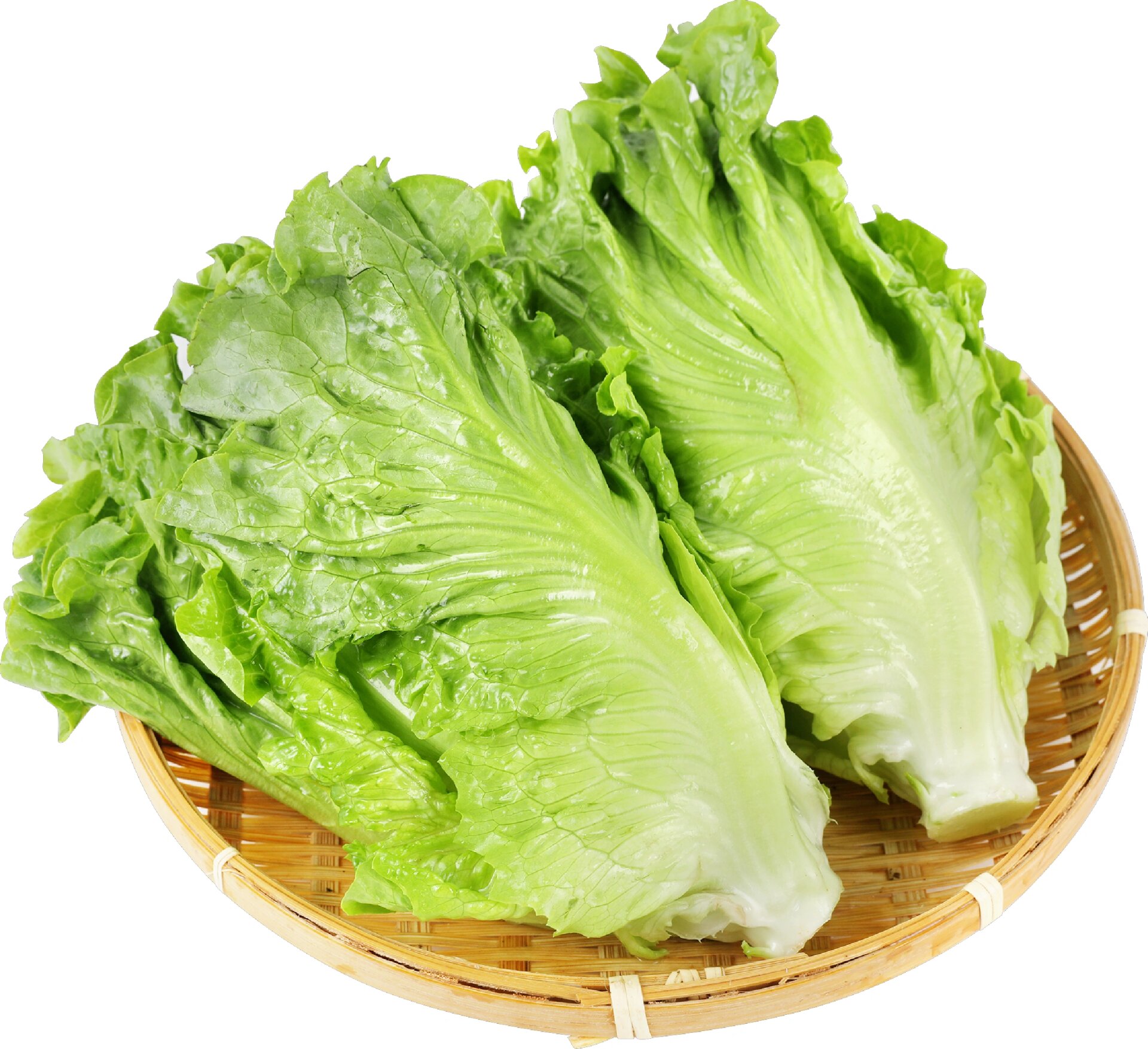 新鲜生菜 免抠图/摄影图