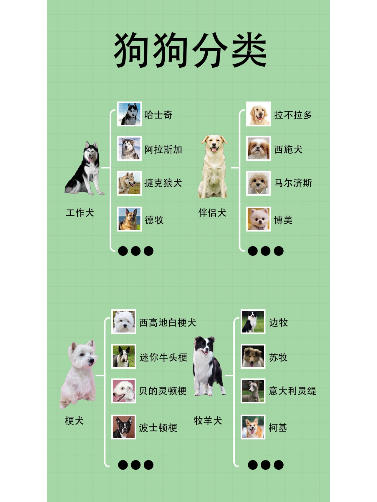 96 狗狗分类大全,你的狗狗属于哪一类犬
