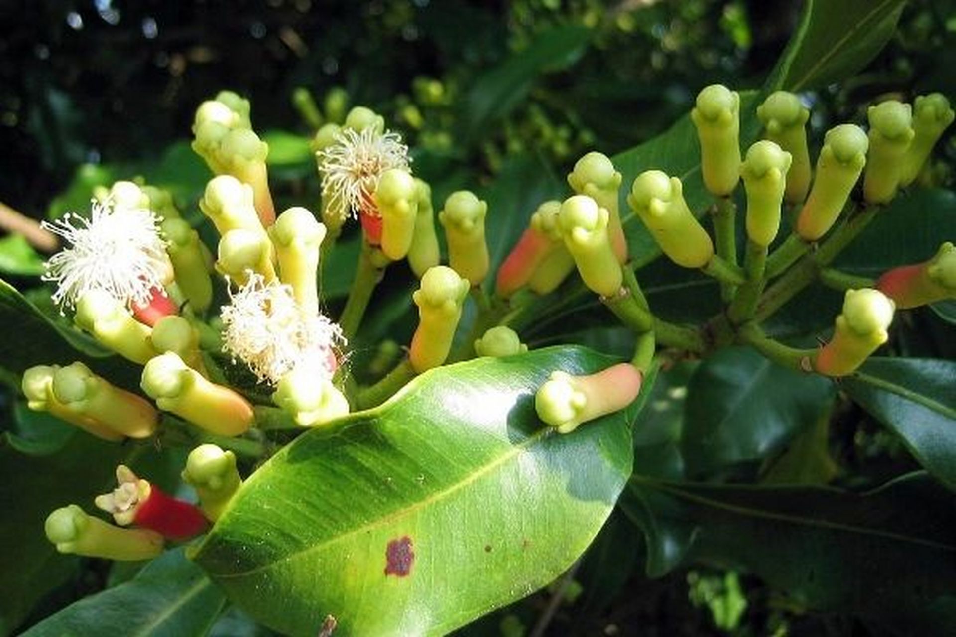 认识香料丁子香 香料丁香是桃金娘科蒲桃属植物的干燥花蕾.