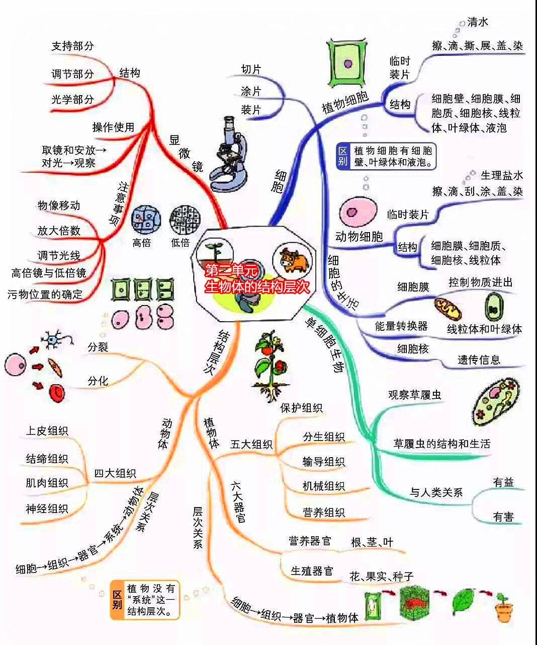 初中生物概念图17个图片