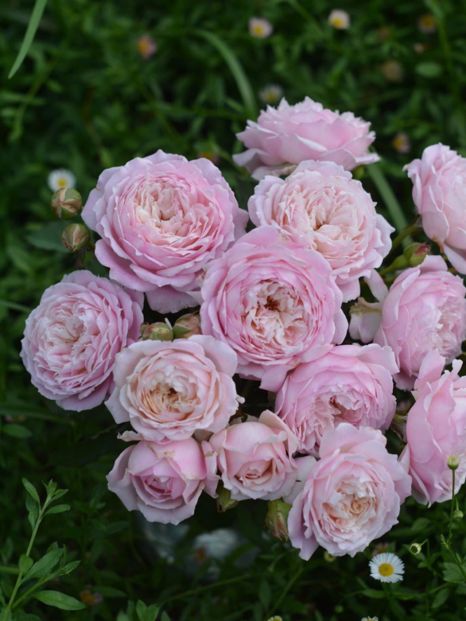 河本月季科普—河本风系列(终篇) 图一 蓝月石(非常火的一款河本,中