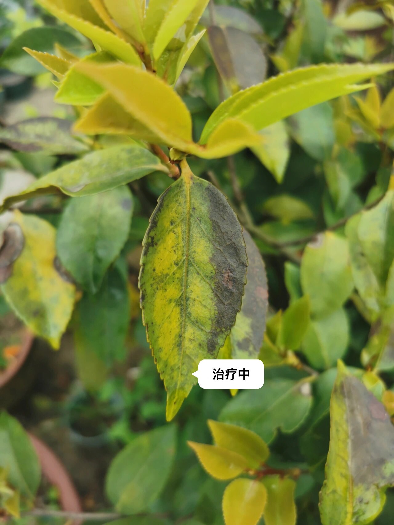 赶在梅雨之前拯救下炭疽病茶花