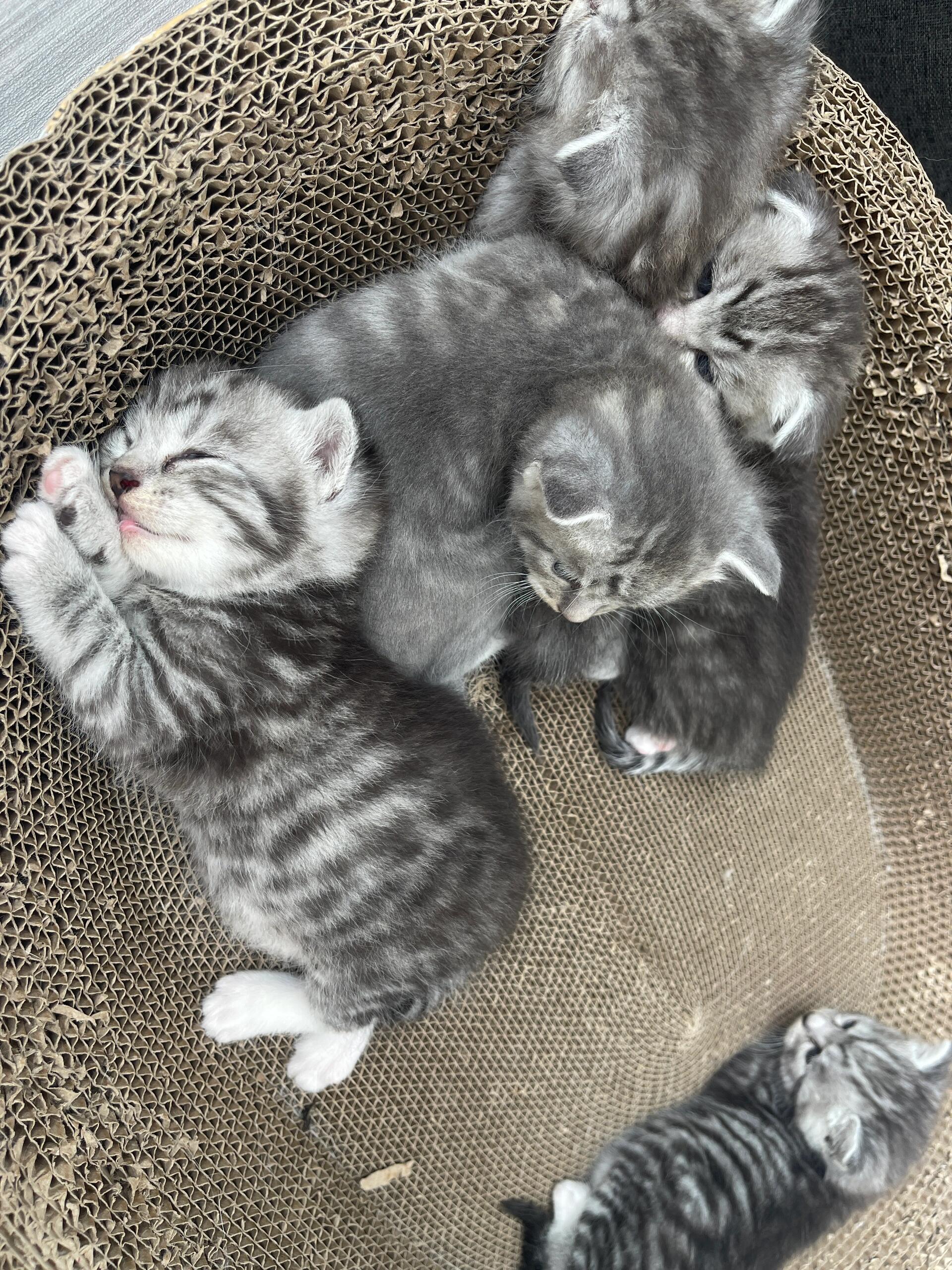 银渐层幼崽 不知道这是生了一窝啥猫 和猫妈一点都不一样  不过还挺