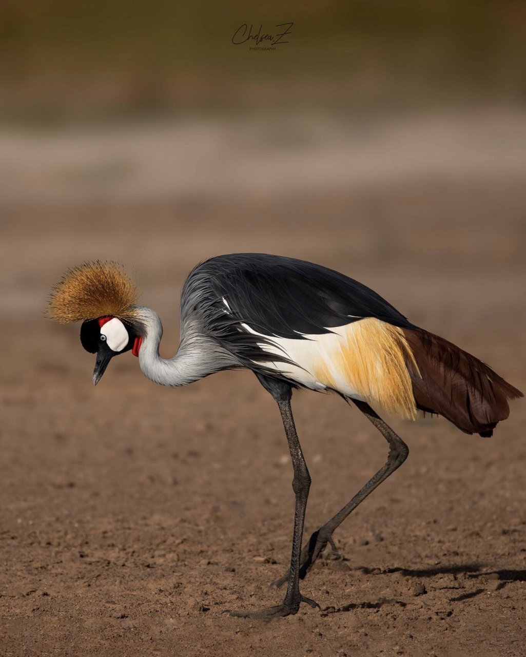 孤傲而自由的乌干达国鸟|非洲灰冠鹤 东非冠鹤生活在非洲沼泽和热带