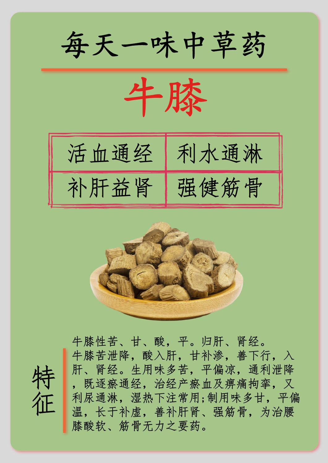 每天一味中草药——牛膝 活血通经	利水通淋 补肝益肾	强健筋骨 牛膝