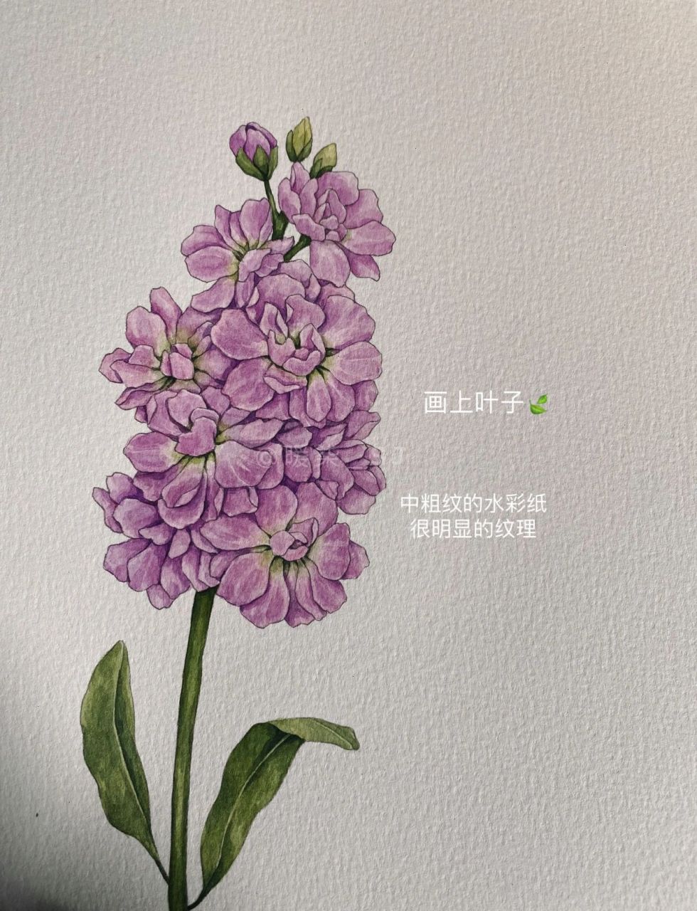 手绘花卉|紫罗兰 这次画的是粉紫色的紫罗兰94 一束的小花花,很可爱