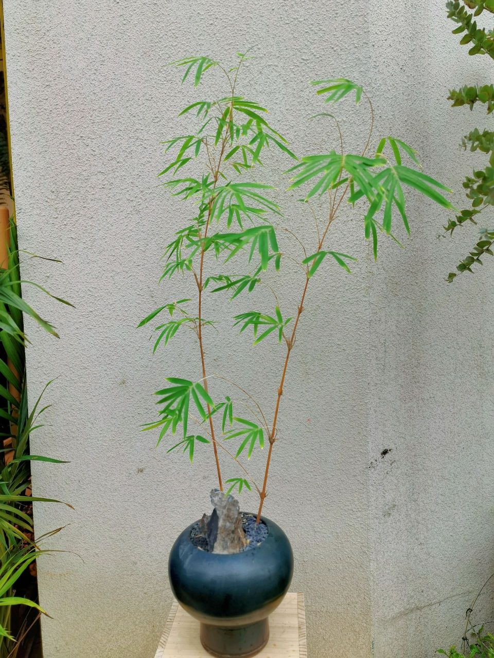 日本红竹宁可食无肉,不可居无竹 日本红竹 宁可食无肉,不可居无竹 红