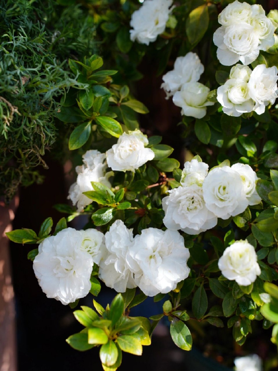 杜鹃花 小五宝 初开花瓣白中带绿,打开后白色花瓣淡绿花心,开到后面