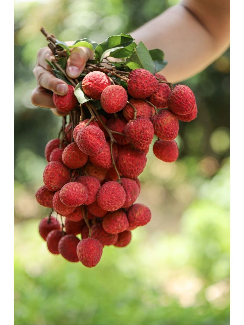 增城仙进奉荔枝 增城仙进奉,荔枝届的爱马仕,顾名思义是曾用于进奉