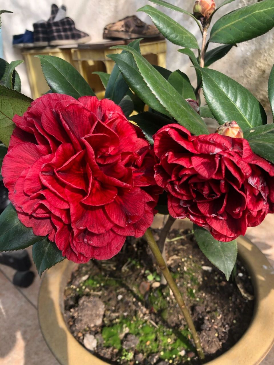 山茶花:红叶贝拉 比较好的一个品种,花大且奔放,花型也较好,新叶全是