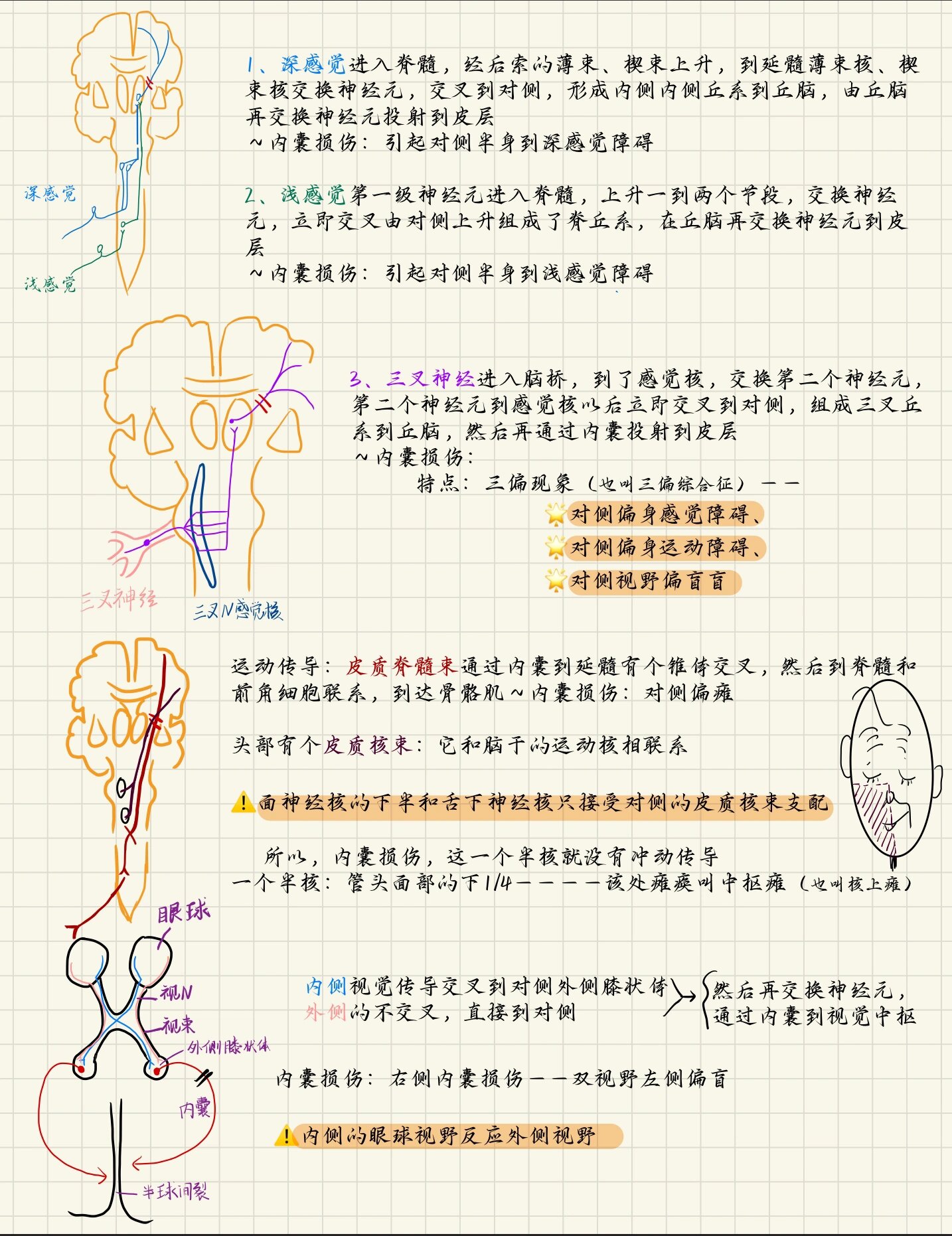 内囊损伤图片