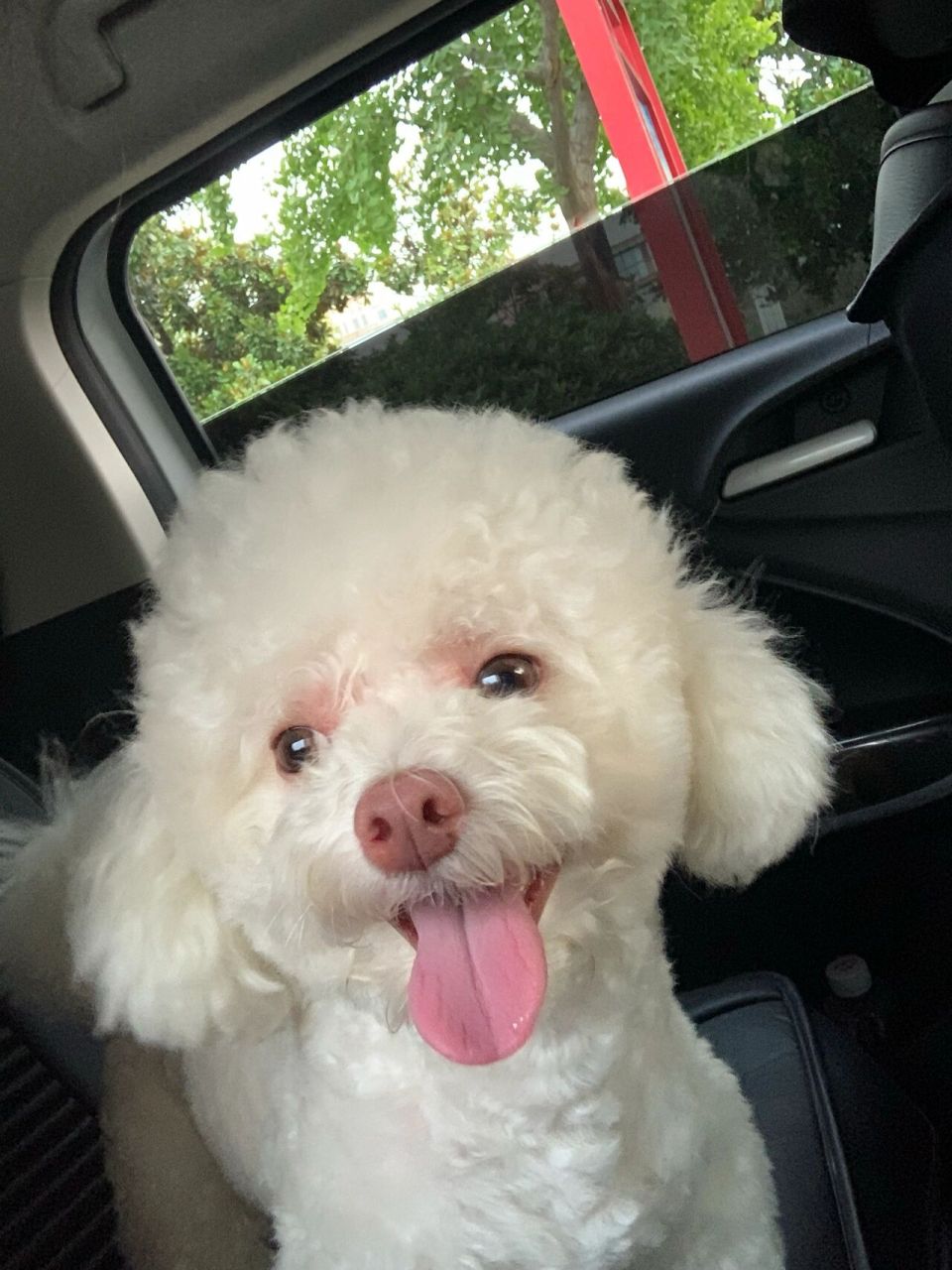 求助:比熊这么粉的鼻子正常不 从买回来就是这样的粉鼻子,我还嘲笑他