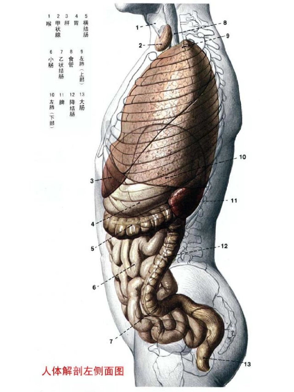 解剖图内脏位置 平面图片