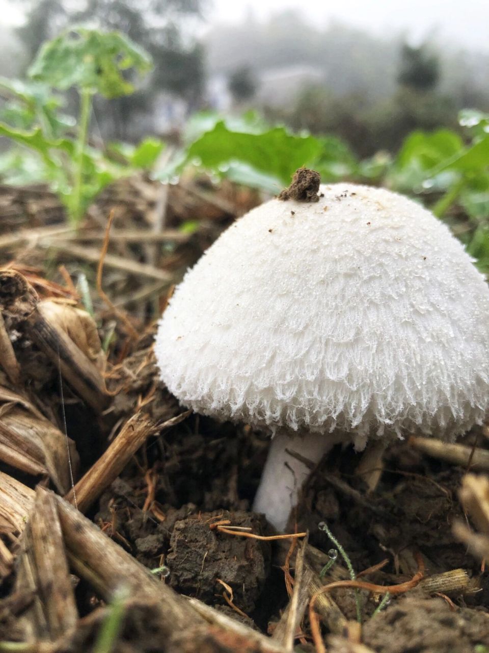 长沙秋末稻田里最喜欢长得蘑菇,鲜美 四孢菇:蘑菇属野生菌.