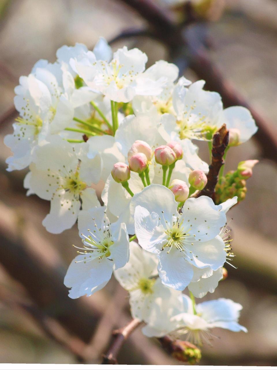 个旧加级寨梨花谷3.