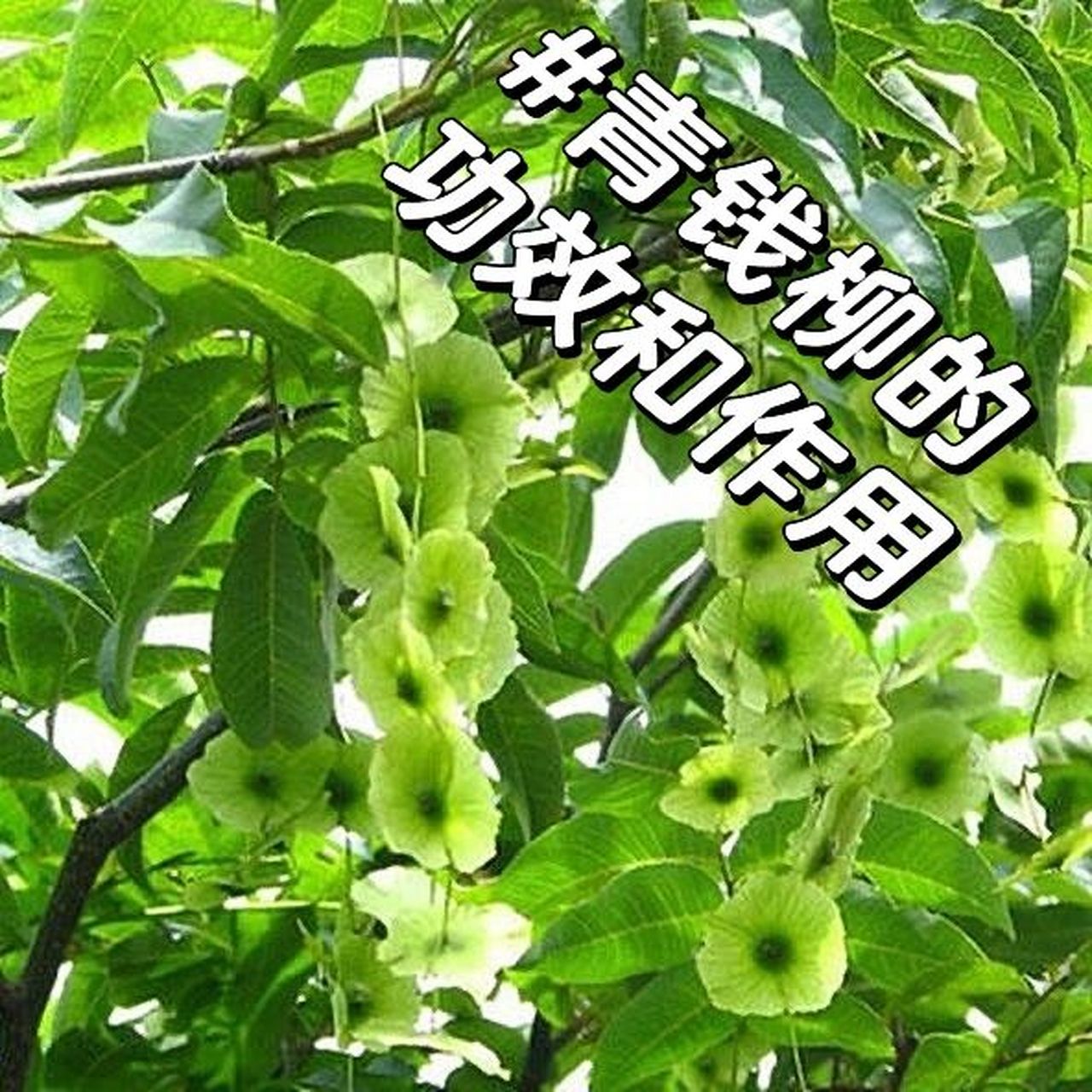 青钱柳93缓解顽癣,调节血压,调节血糖 青钱柳 95功效与作用 缓解