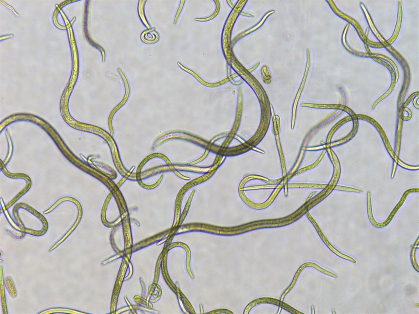 韩国数百万松树感染松材线虫病  2022年9月28日,据当地环保团体称