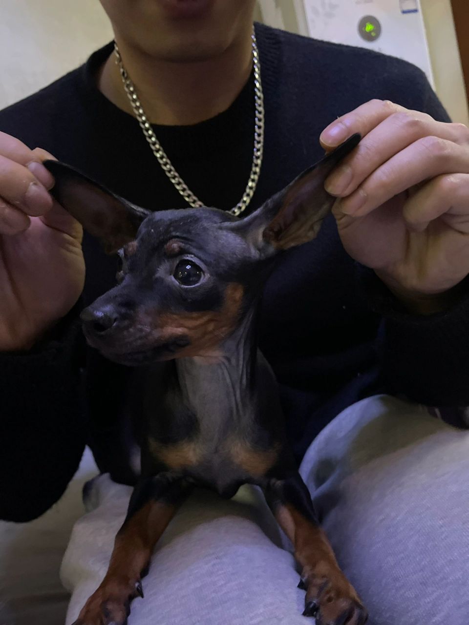 小鹿犬还没立耳怎么办 我家的小鹿犬都已经两个9715快三个月了,一