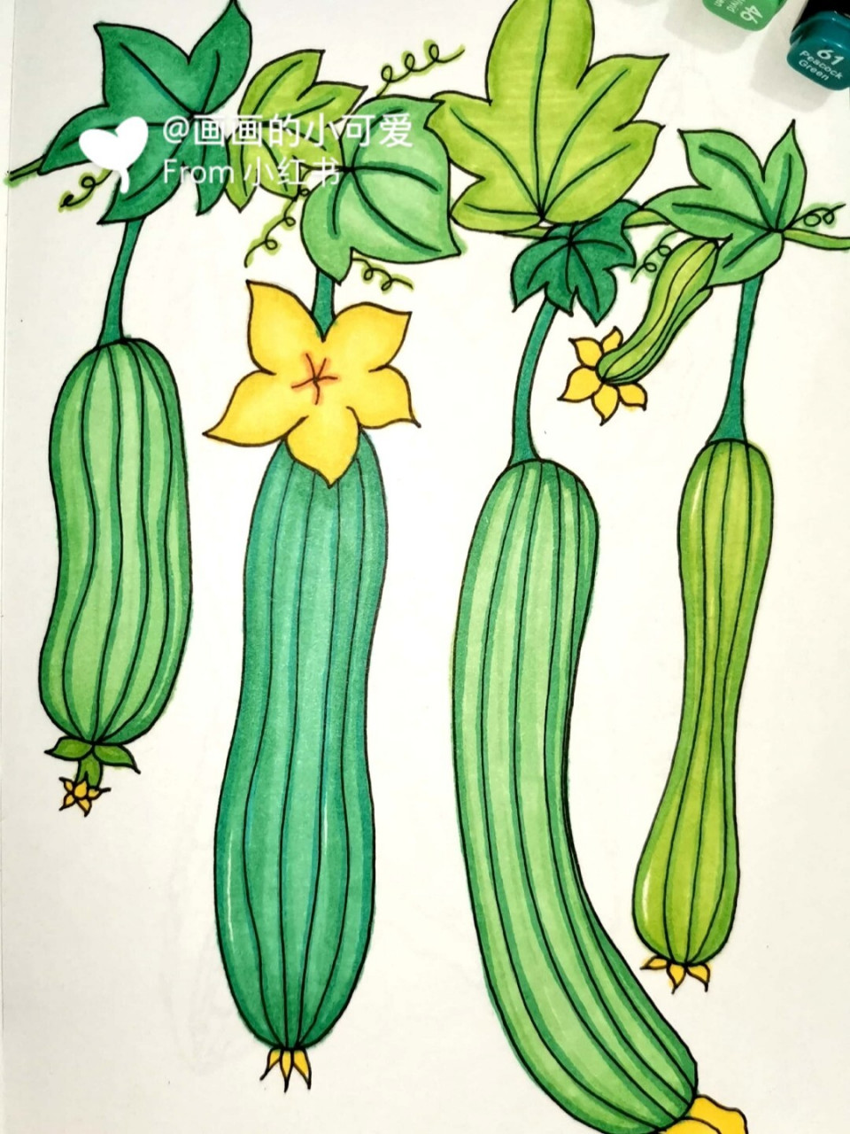 马克笔手绘蔬菜 丝瓜 创意儿童画 简笔画