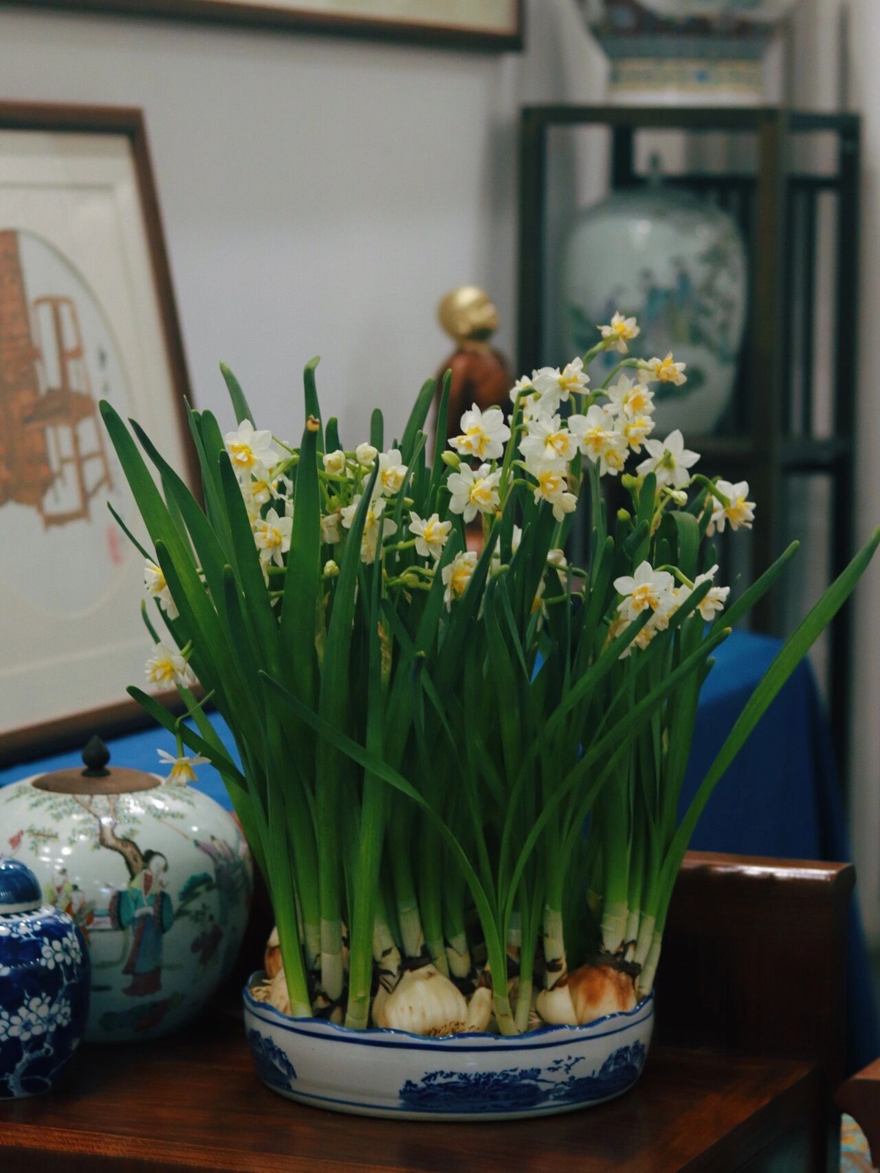 花中雅客--水仙花 93水仙花别名金盏银台,乃花中"雅客",自古以来与