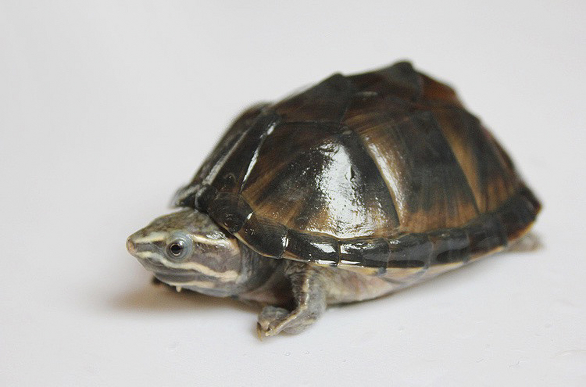 98-麝香龟 简单的介绍一下麝香龟: 麝香龟属小型龟, 特点:1动作也较