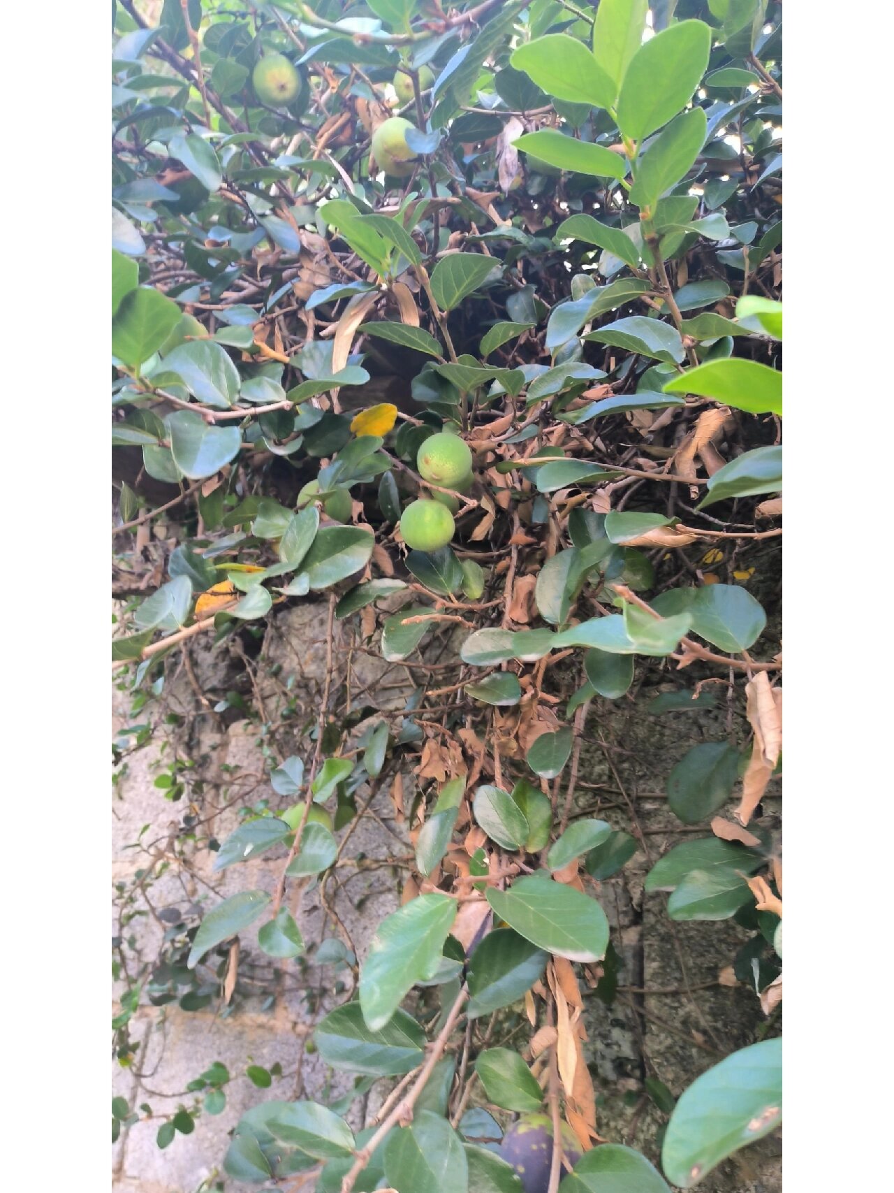 薛荔果 薜荔(学名:ficus pumila linn.) 	 又名凉粉子,木莲等