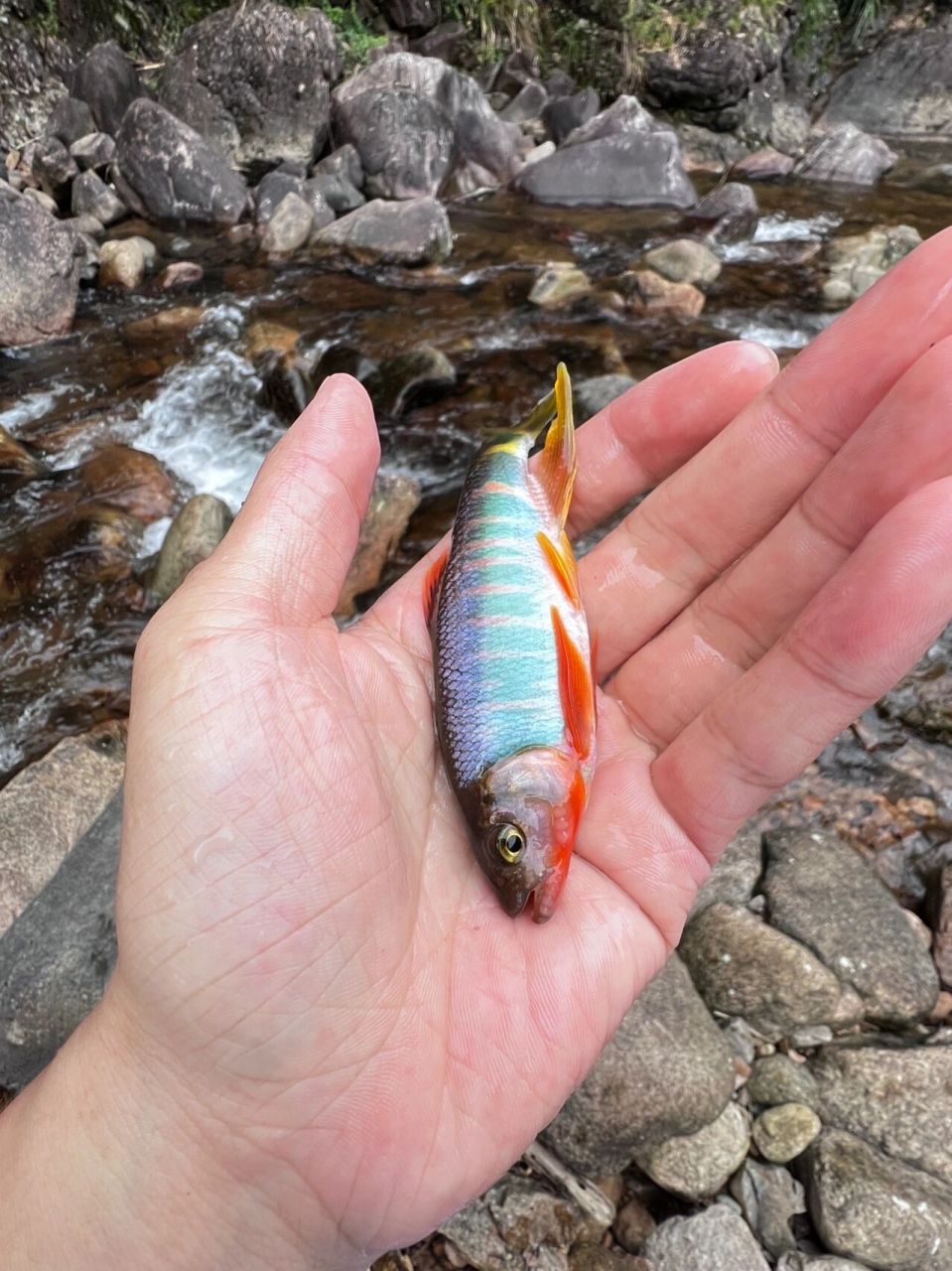 类高屏鱲 超级发色