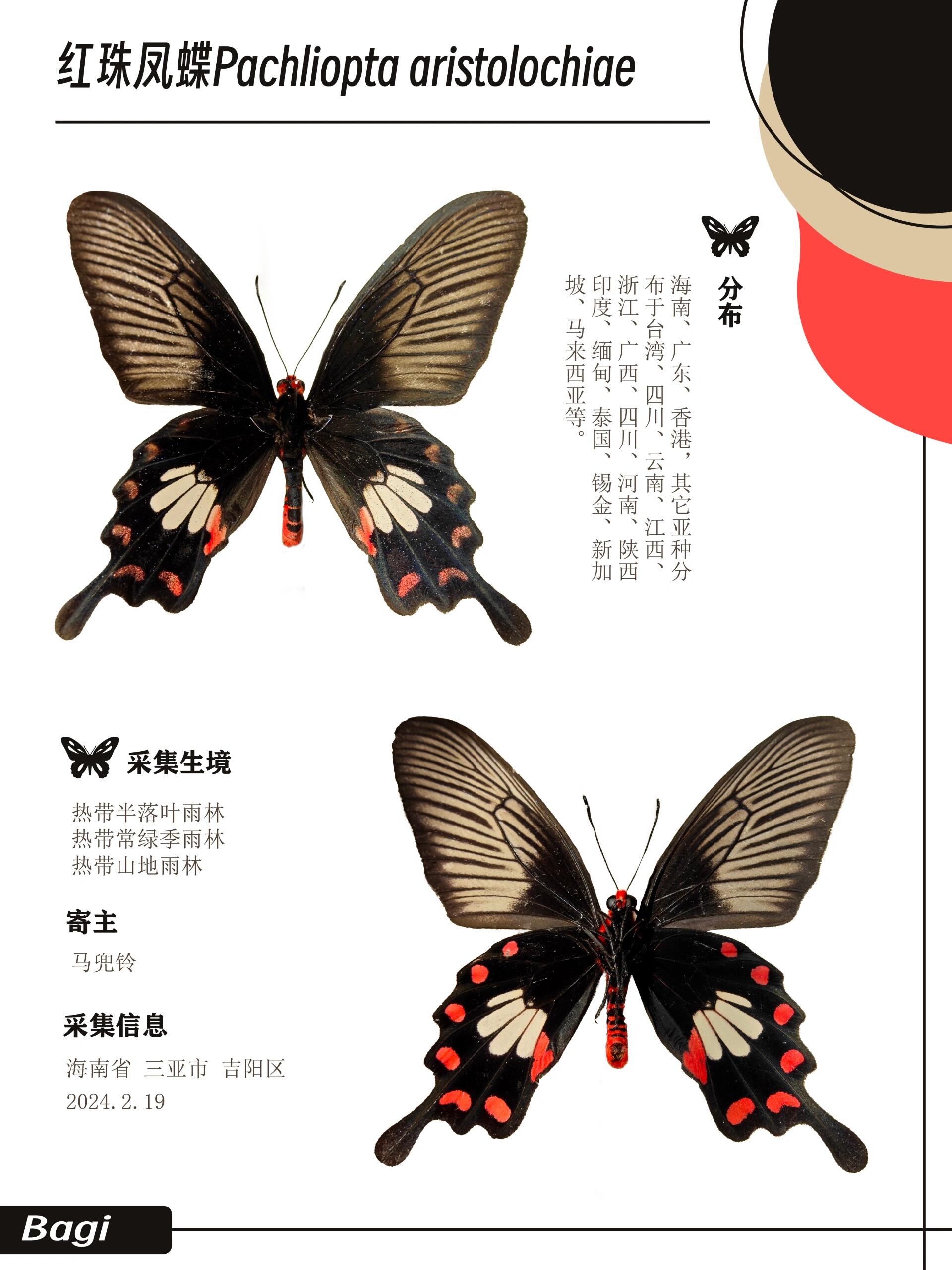 红珠凤蝶pachliopta aristolochiae 中大型凤蝶,体色呈红色,翅色 呈