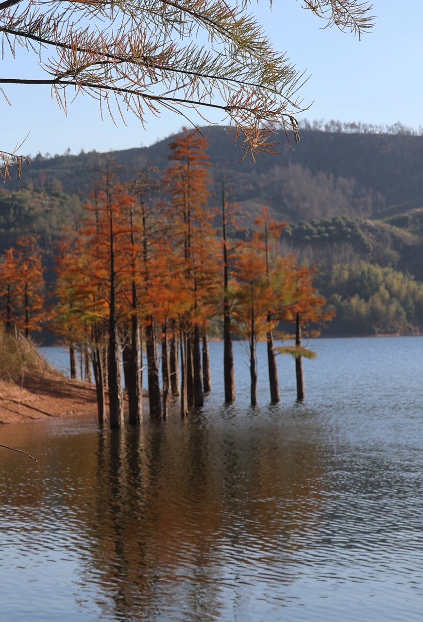台州仙居郑桥水库|水杉已经开始黄了     导航仙居郑桥水库,看到郑桥