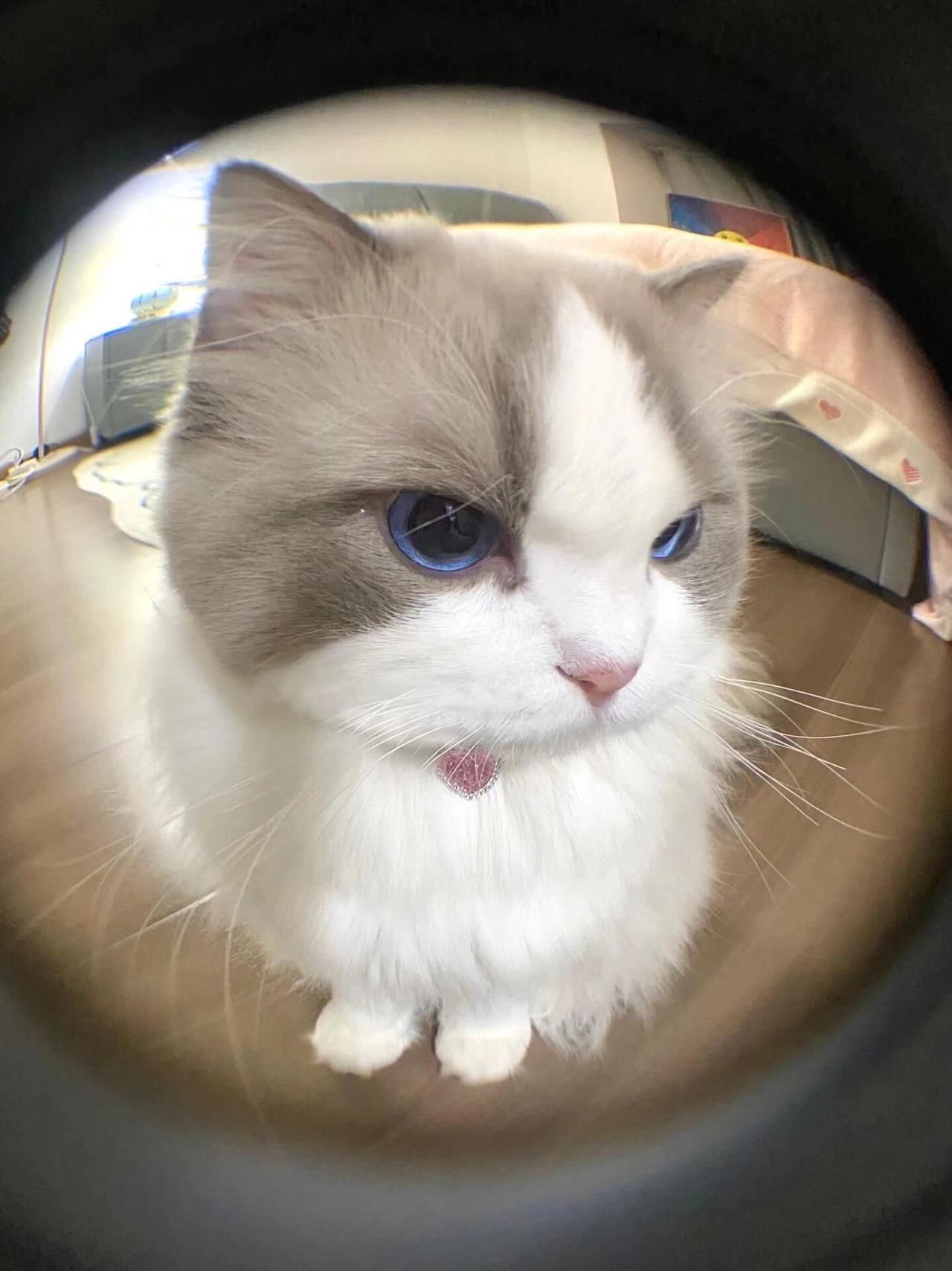 一组可爱的小猫表情包,从小黑盒用户 微风吟的帖子上找的