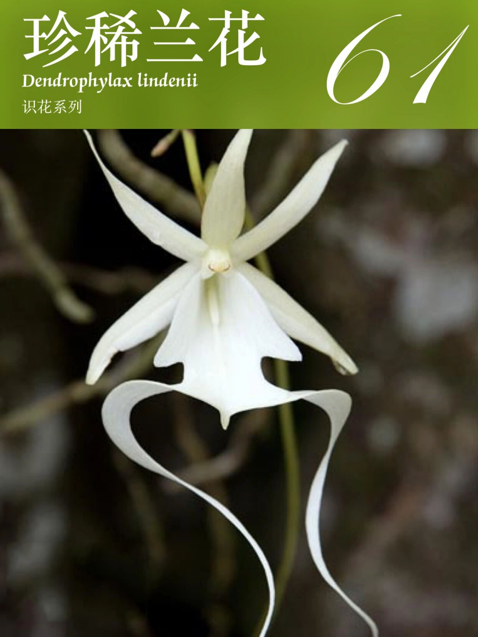 的兰花品种|鬼 鬼兰(学名:dendrophylax lindenii)是兰科幽灵兰属植物
