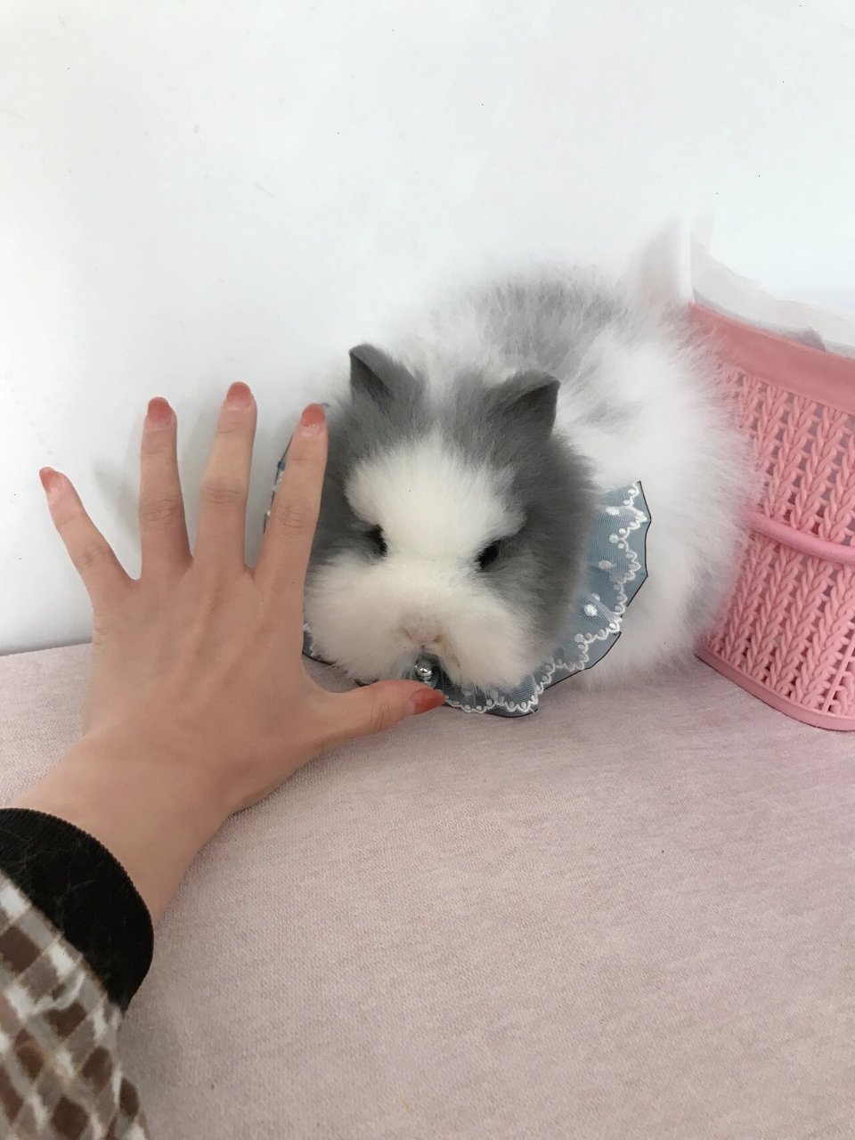 大爆毛灰白道奇猫猫兔,超级大开脸,小猫的样子,特别适合造型卡通苹果