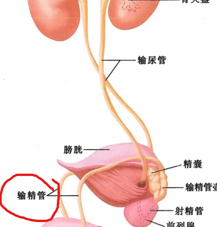 如果想恢复生育能力,可以做输精管吻合术
