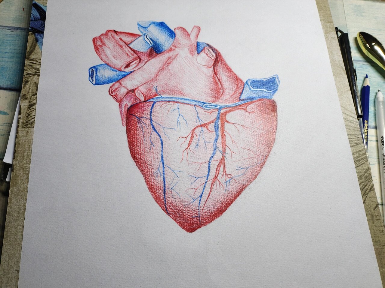 解剖绘图——生命之源 历时四小时 终于完成绘画啦 记录一下 比去年的