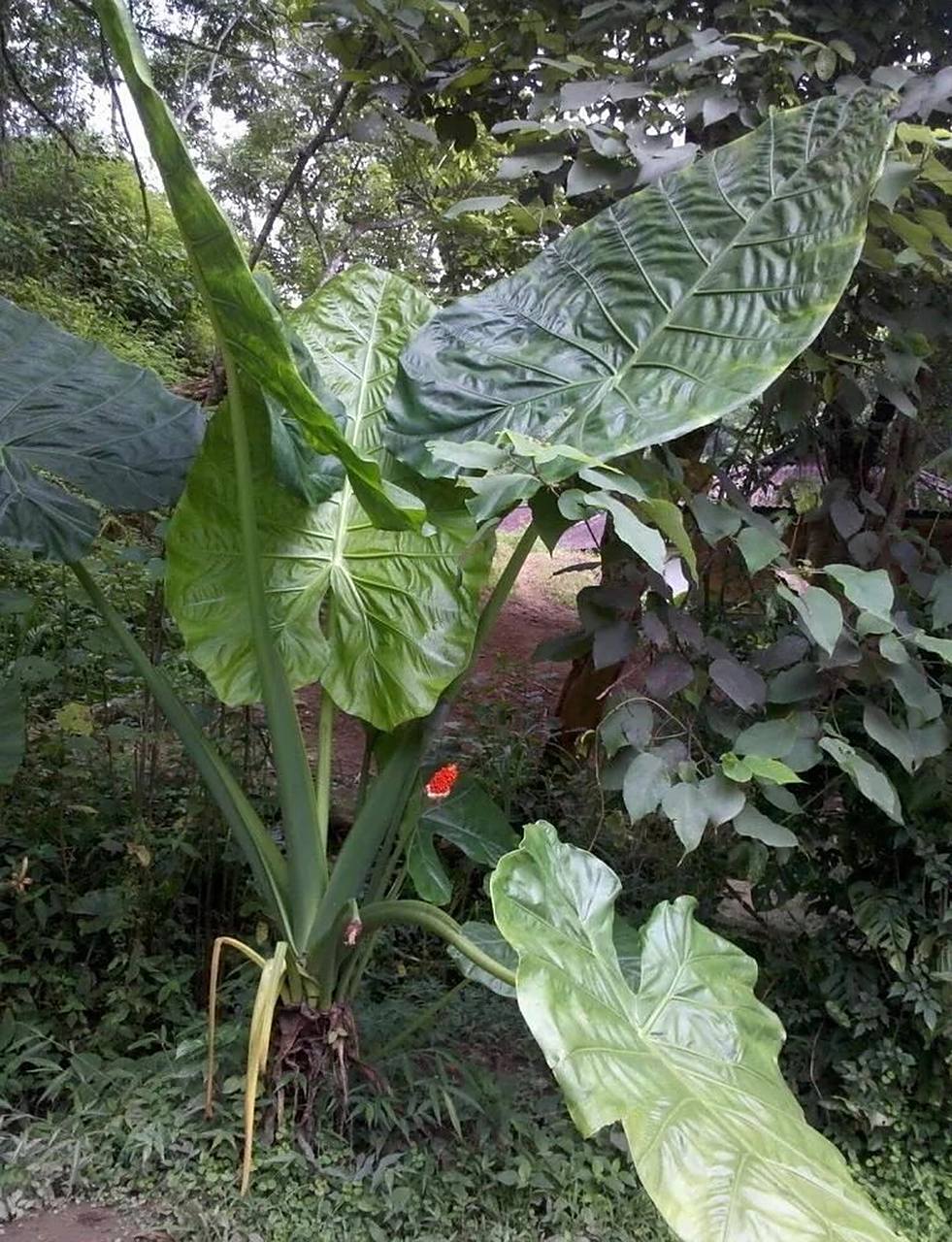 植物|滴水观音 滴水观音 🔹滴水观音对土的要求不是很高,但是要排水