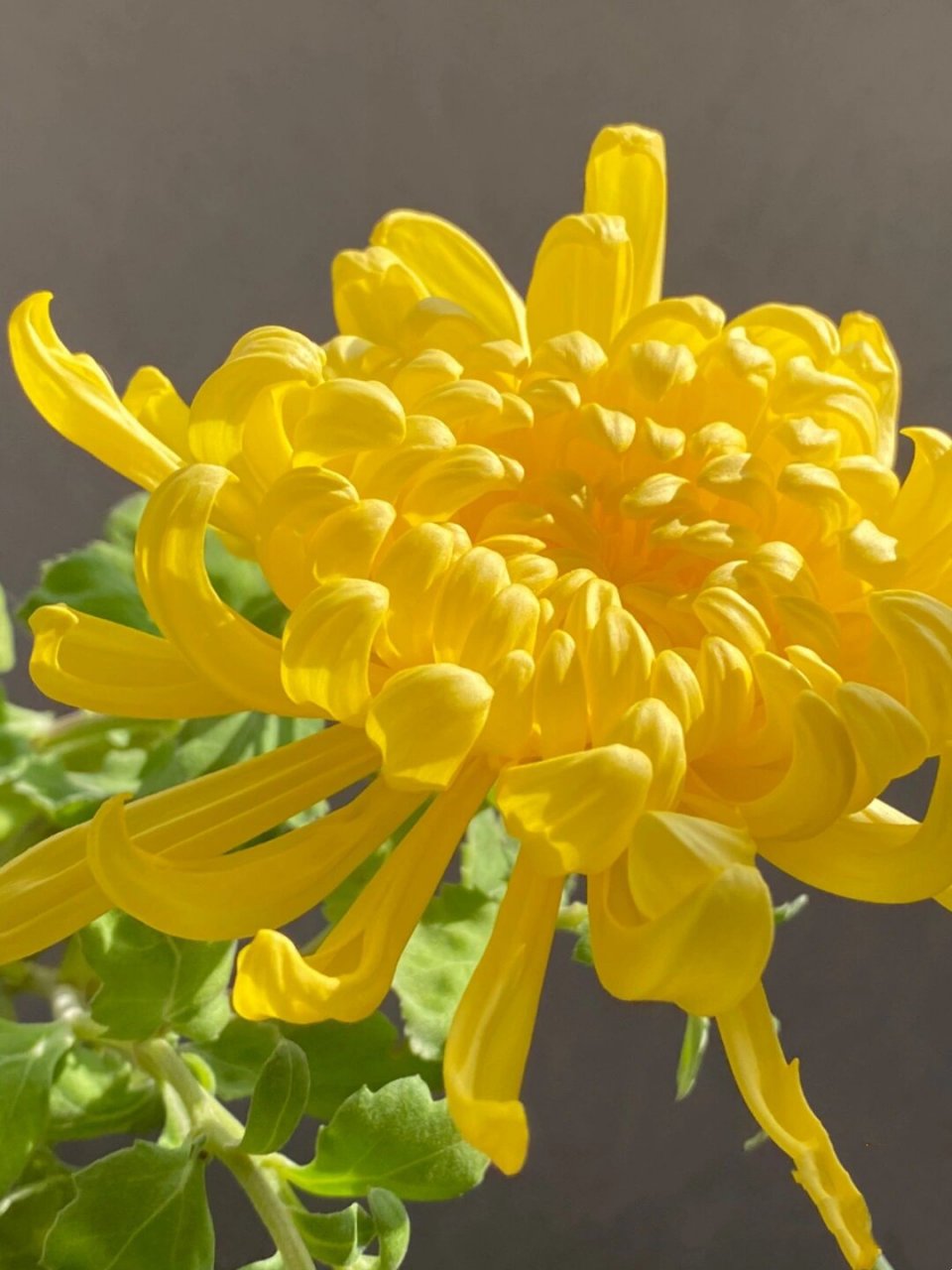 乒乓菊是菊花吗? 牡丹菊是菊花吗?