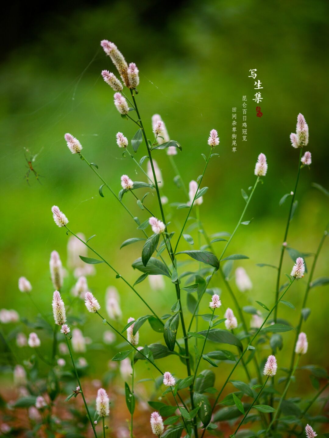 别名草蒿,萋蒿,昆仑草,百日红,鸡冠苋,河南别名鸡冠子菜,是苋科青葙