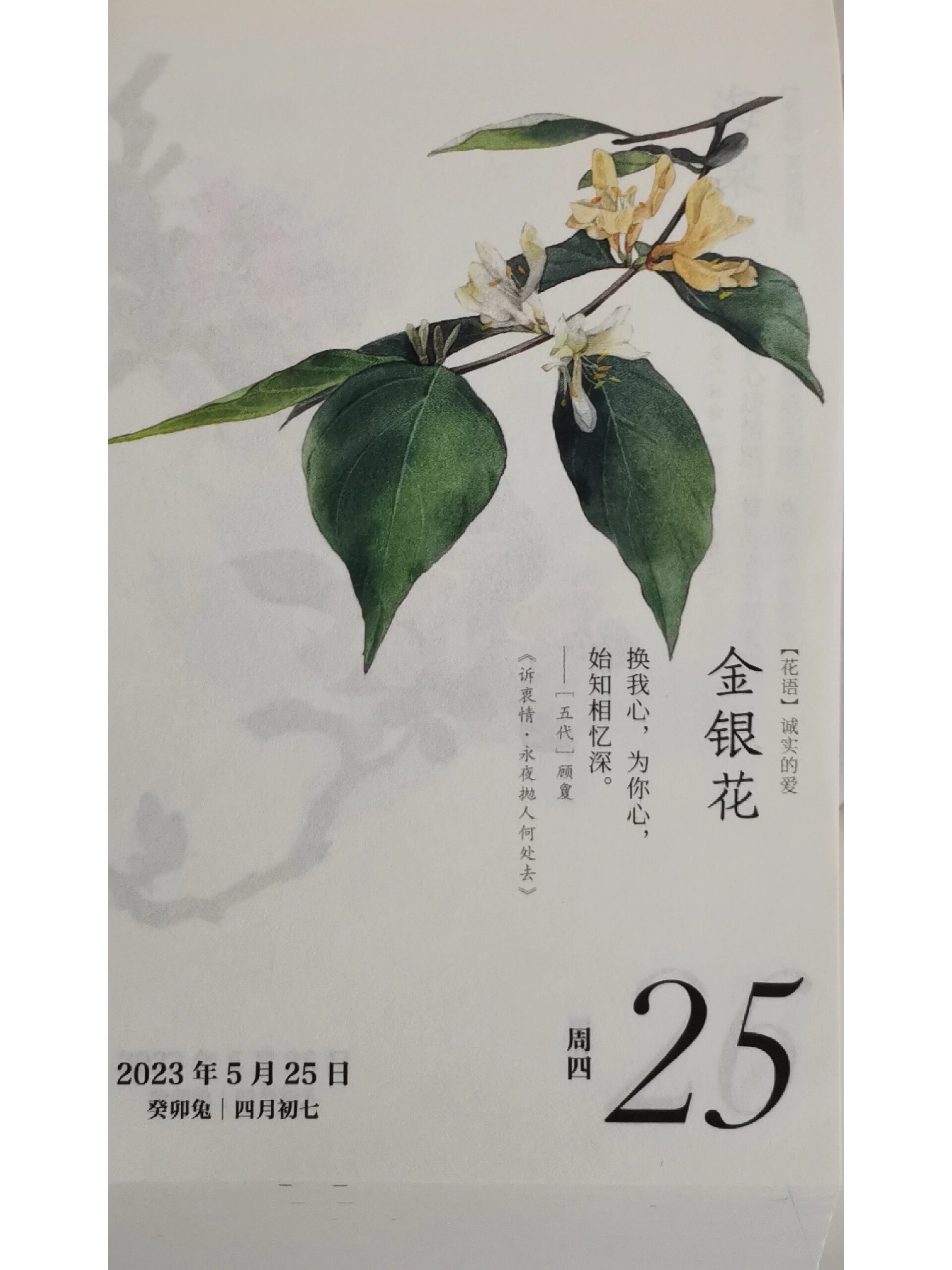 5月25金银花 花语:诚实的爱