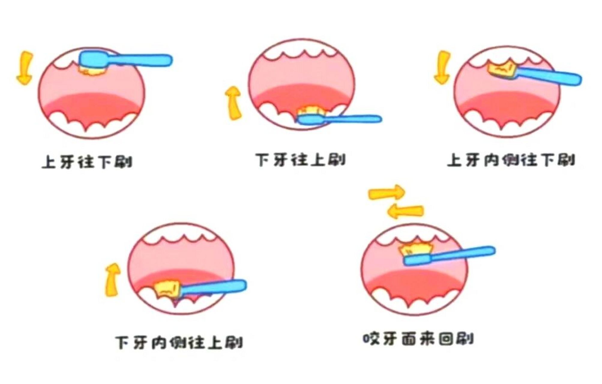 幼儿园《如何正确刷牙》 好好刷牙