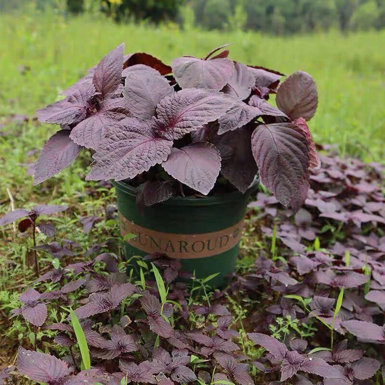 紫苏的功效与作用 紫苏为唇形科一年生草本植物
