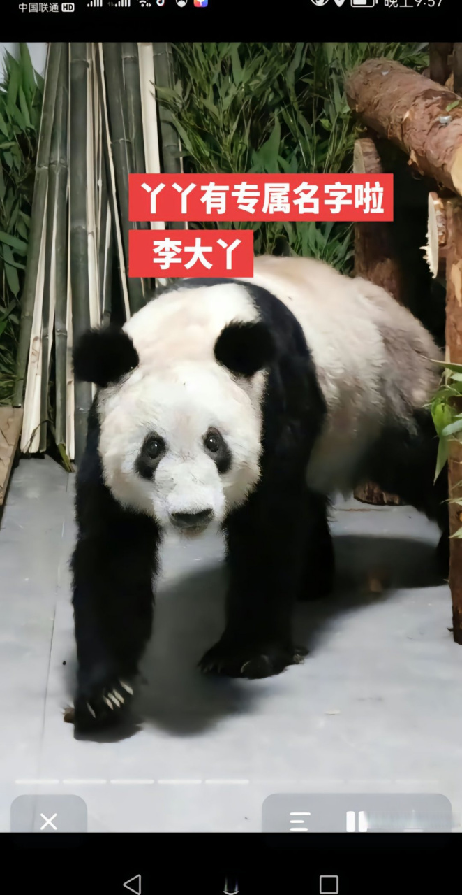 丫丫有了专属的名字李大丫##丫丫有自己专属的奶爸了# 丫丫有资属